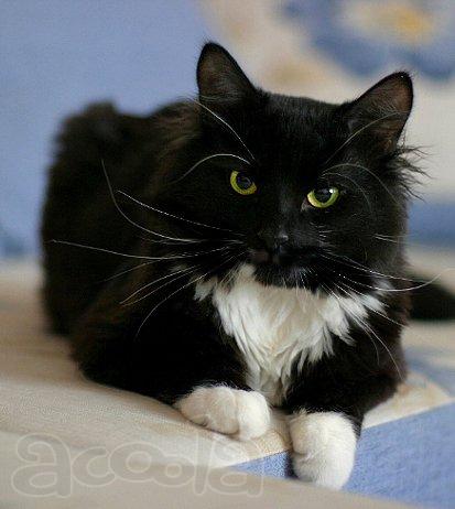 Пропал котик Кузя!