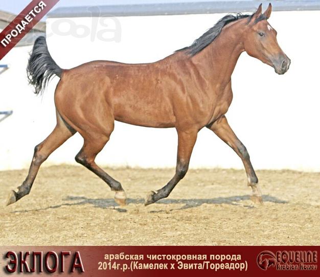 Продаётся арабская кобыла ЭКЛОГА
