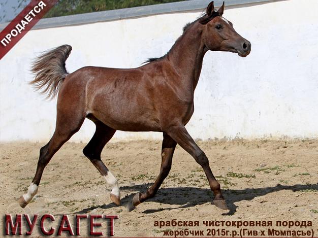 Продаётся арабский жеребчик МУСАГЕТ