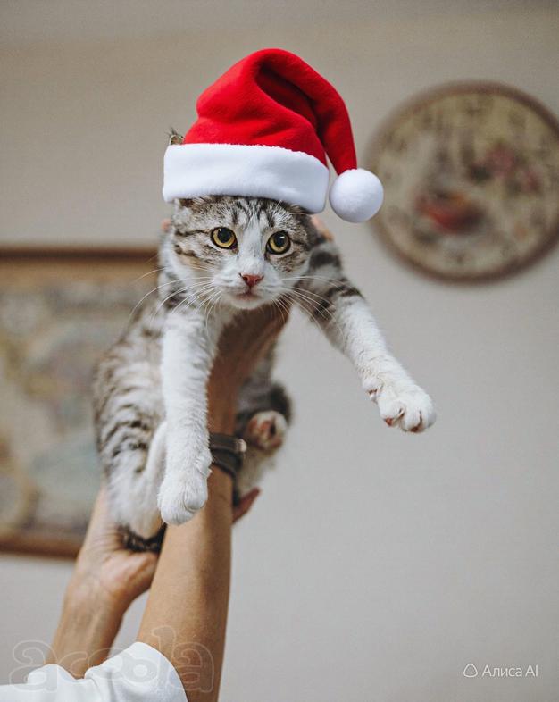 Котенок ищет срочно дом