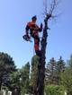 Спил деревьев Анапа. Удаление, обрезка, кронирование