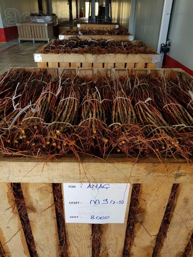 Продажа растений оптом