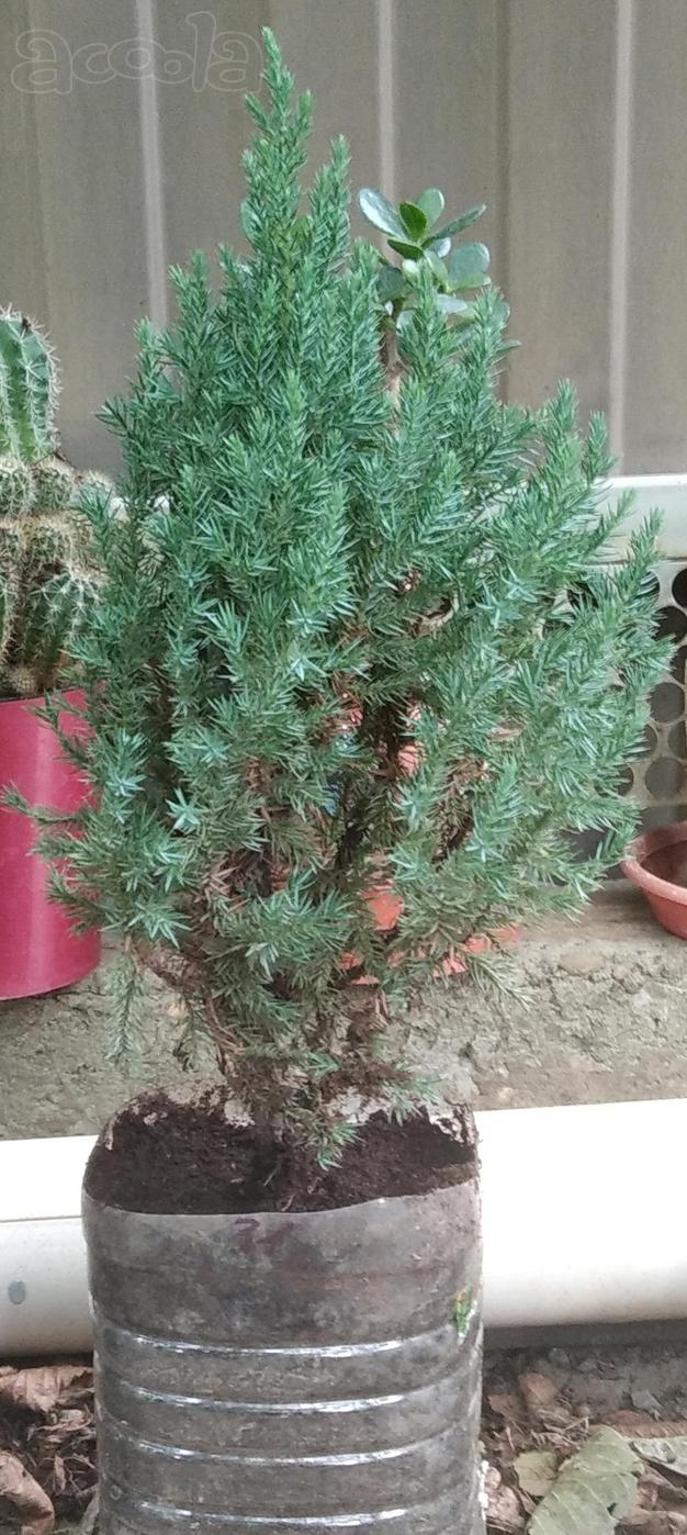 Продаю можжевельник китайский